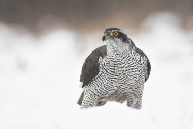 Kuzey Goshawk (Accipiter gentilis)