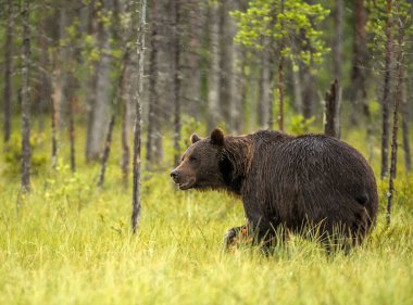 Yabani boz ayı (Ursus arctos)