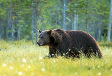 Yabani boz ayı (Ursus arctos)