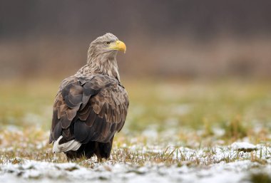 Beyaz kuyruklu kartal (Haliaeetus albicilla)