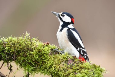 Büyük Benekli Ağaçkakan (Dendrocopos major)