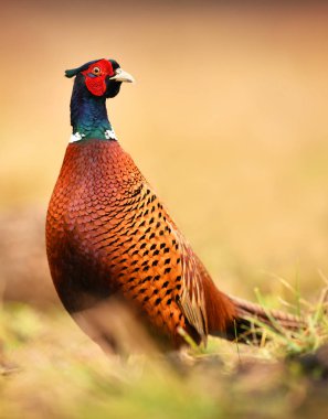 Halka yakalı Sülün (Phasianus colchicus)