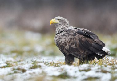 Beyaz kuyruklu kartal (Haliaeetus albicilla)