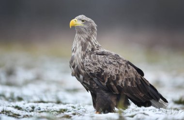 Beyaz kuyruklu kartal (Haliaeetus albicilla)