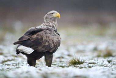 Beyaz kuyruklu kartal (Haliaeetus albicilla)