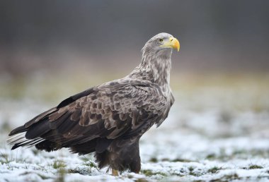 Beyaz kuyruklu kartal (Haliaeetus albicilla)