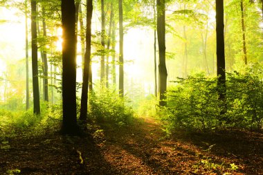 güneşli sabah orman