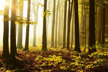 güneşli sabah orman