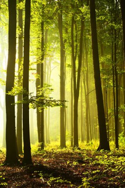 güneşli sabah orman