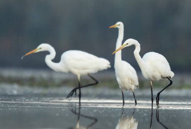 Büyük beyaz sorguçlar (Egretta alba)