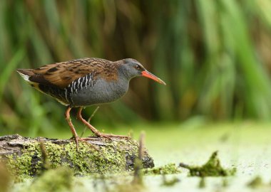 Su rayı (Rallus aquaticus)