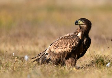 Beyaz kuyruklu kartal (Haliaeetus albicilla)