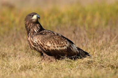 Beyaz kuyruklu kartal (Haliaeetus albicilla)