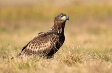 Beyaz kuyruklu kartal (Haliaeetus albicilla)