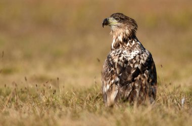 Beyaz kuyruklu kartal (Haliaeetus albicilla)