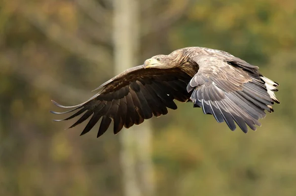 Білий Хвістний Орел Альбіцилла Haliaeetus — стокове фото