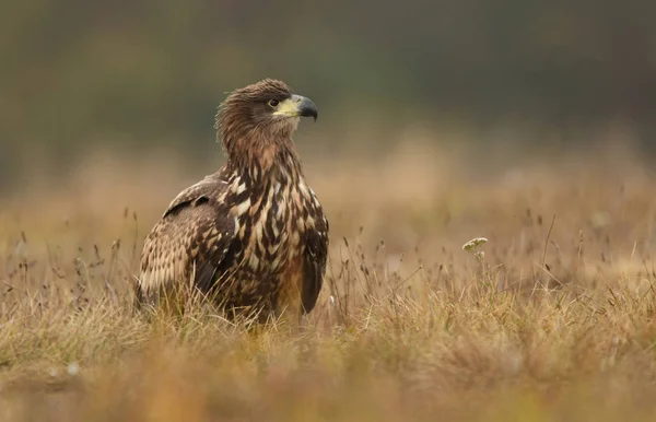 White Tailed Eagle Haliaeetus Albicilla — Stock Photo, Image