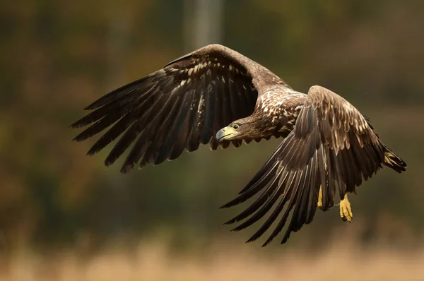 Orel Běloocasý Haliaeetus Albicilla — Stock fotografie