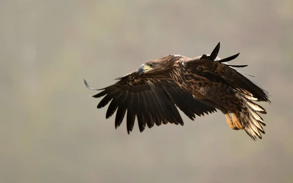 Aquila Coda Bianca Haliaeetus Albicilla — Foto Stock