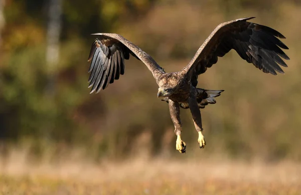 Aquila Coda Bianca Haliaeetus Albicilla — Foto Stock