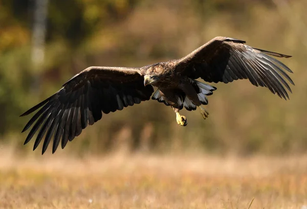 Hvidhalet Ørn Haliaeetus Albicilla - Stock-foto