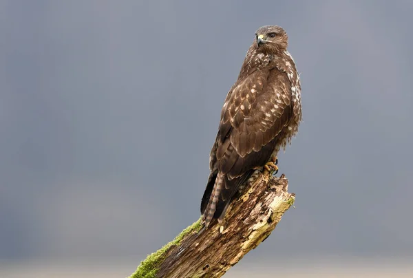 Vanlig Buzzard Fågel Buteo Buteo — Stockfoto