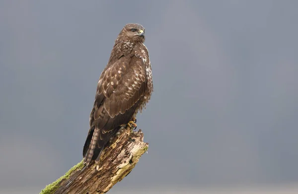 Ortak Şahin Kuşu Buteo Buteo — Stok fotoğraf