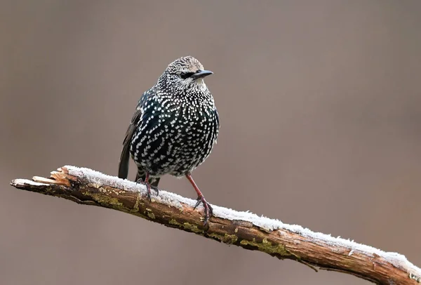 Estorninho (Sturnus vulgaris ) — Fotografia de Stock