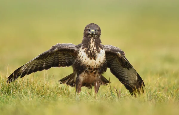 Common Buzzard Bird Buteo Buteo — Stock Photo, Image