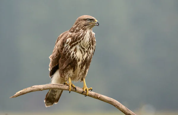 Common Buzzard Bird Buteo Buteo — Stock Photo, Image