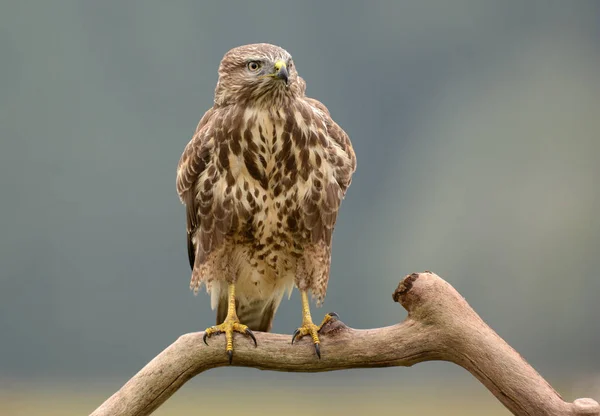 Ptak Często Myszołów Buteo Buteo — Zdjęcie stockowe