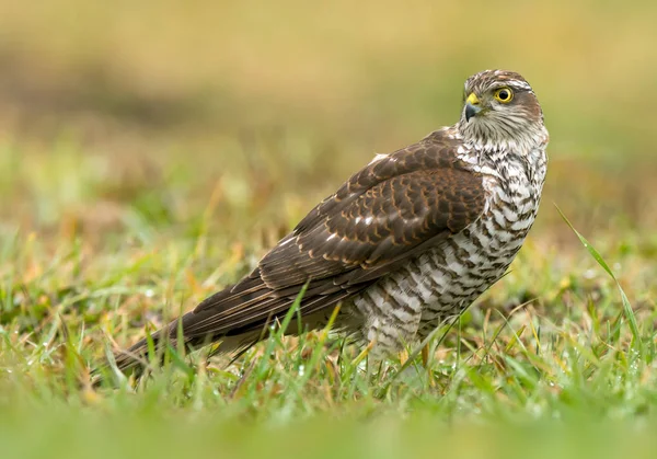 Sarrowhawk Euarsiano Accipiter Nisus — Fotografia de Stock