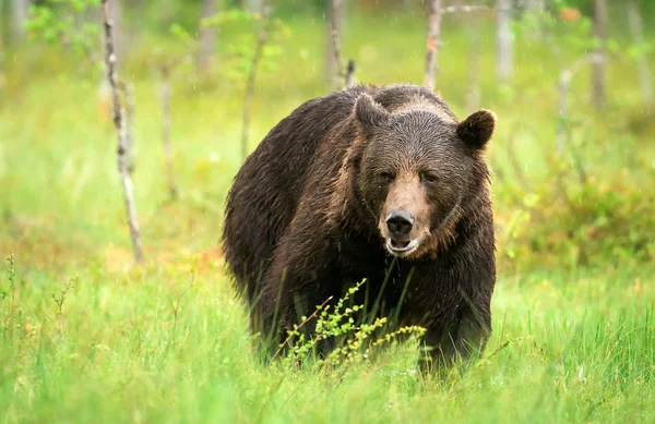 Urso Pardo Selvagem Ursus Arctos — Fotografia de Stock