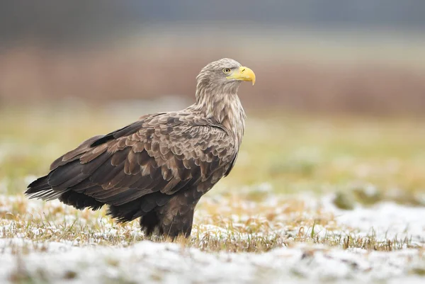 Білий Хвістний Орел Альбіцилла Haliaeetus — стокове фото