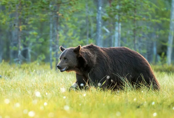 Дикий Коричневий Ведмідь Ursus Arctos — стокове фото