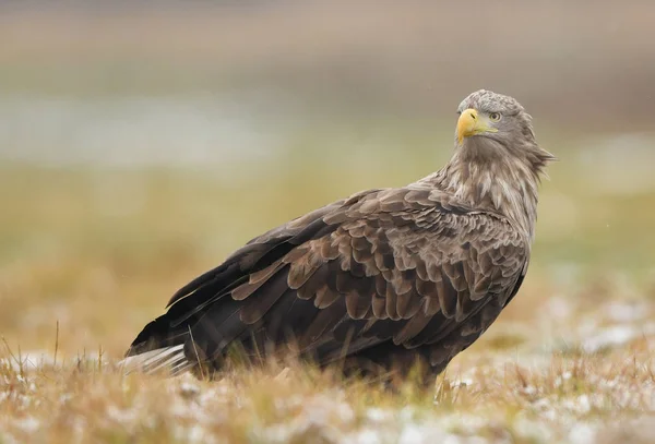 Білий Хвістний Орел Альбіцилла Haliaeetus — стокове фото