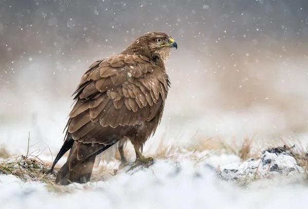 Ptak Często Myszołów Buteo Buteo — Zdjęcie stockowe