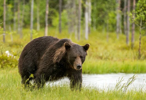 Urso Pardo Selvagem Ursus Arctos — Fotografia de Stock