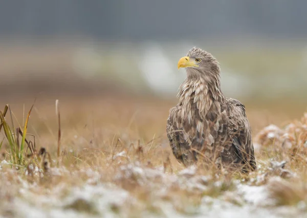 Orzeł Biały Haliaetus Albicilla — Zdjęcie stockowe