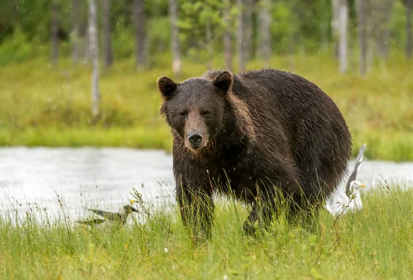 Urso Pardo Selvagem Ursus Arctos — Fotografia de Stock