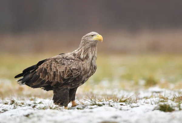 Білий Хвістний Орел Альбіцилла Haliaeetus — стокове фото