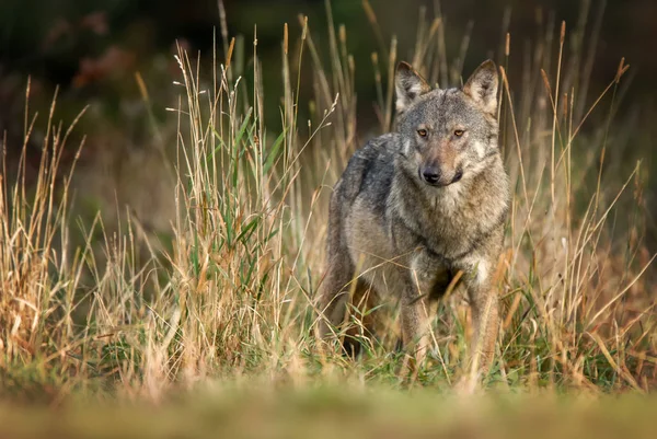 Lobo Gris Canis Lupus — Foto de Stock