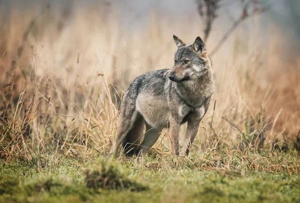 Lobo Cinzento Canis Lupus — Fotografia de Stock