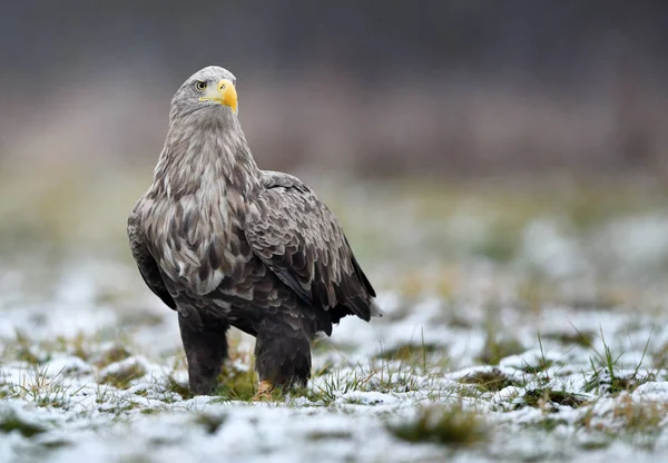 Zeearend Haliaeetus Albicilla — Stockfoto