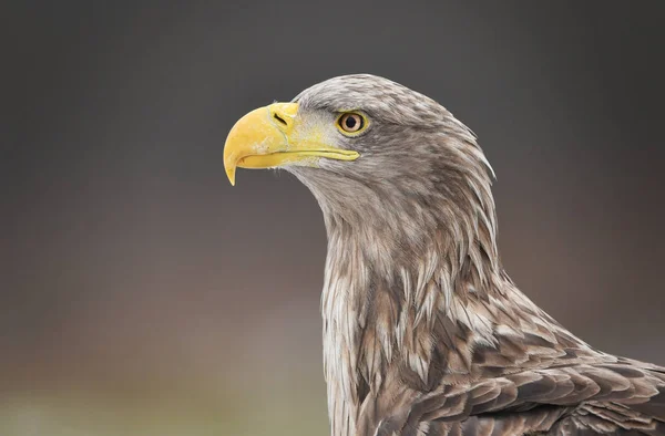 Águila Cola Blanca Haliaeetus Albicilla —  Fotos de Stock