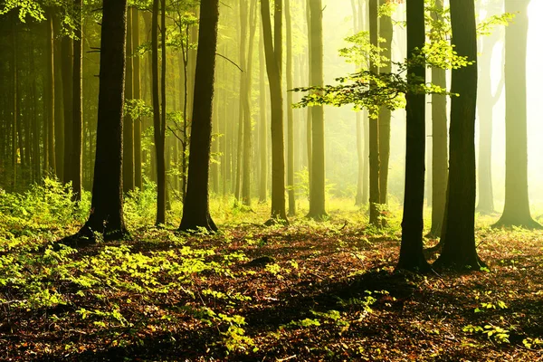 Sunny Morning Forest — Stock Photo, Image