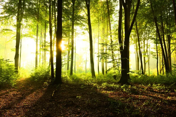 Zonnige Ochtend Het Forest — Stockfoto