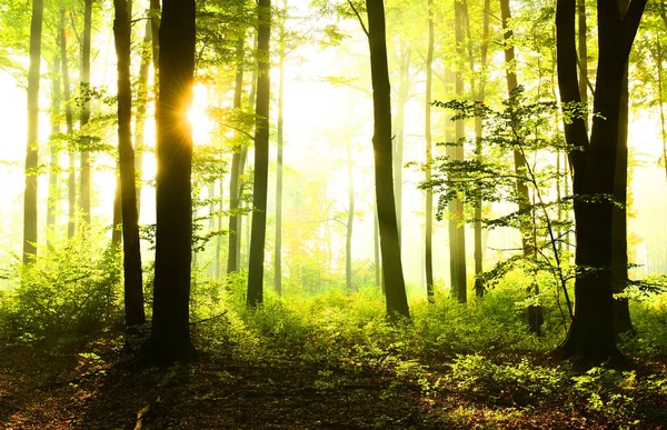 Zonnige Ochtend Het Forest — Stockfoto