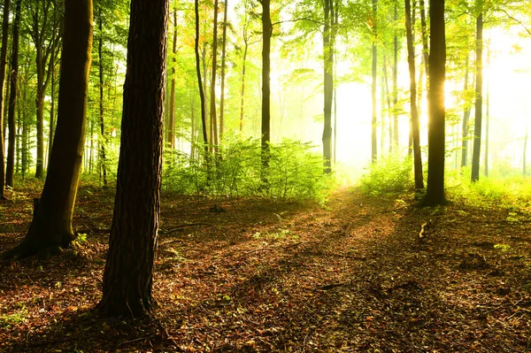 阳光明媚的早晨 在森林里 — 图库照片
