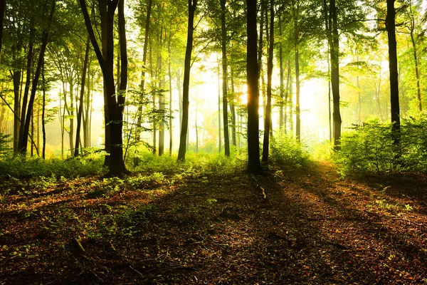 Matin Ensoleillé Dans Forêt — Photo